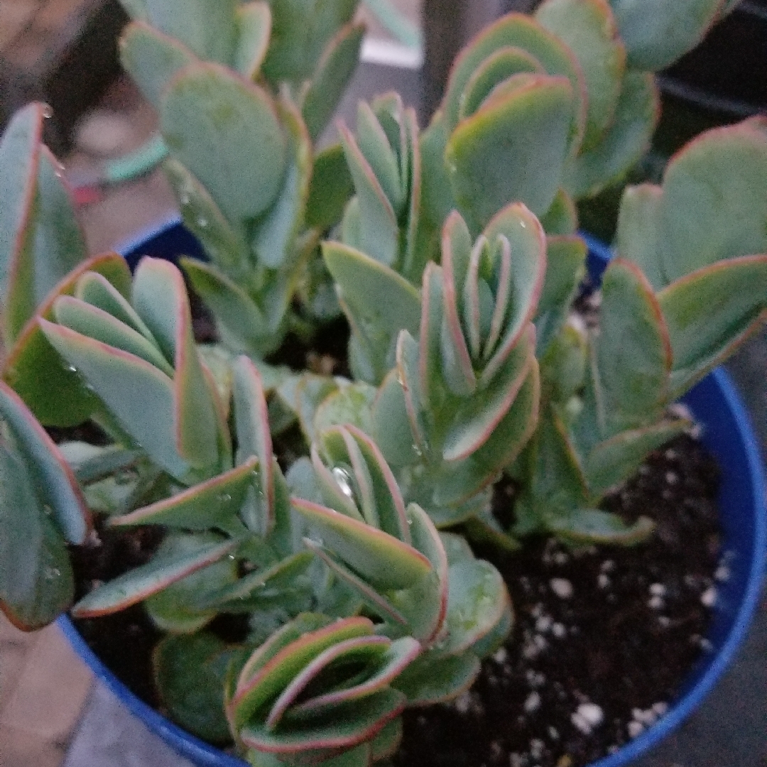 Kalanchoe panamensis in the GardenTags plant encyclopedia Kalanchoe panamensis in the GardenTags plant encyclopedia