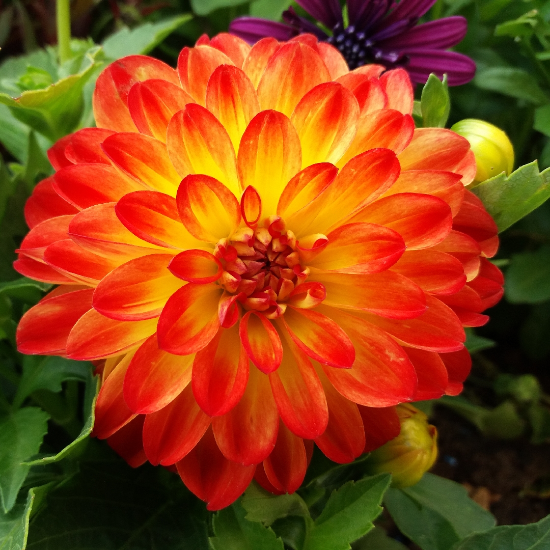 Dahlia Lubega Power Yellow Orange in the GardenTags plant encyclopedia Dahlia Lubega Power Yellow Orange (Bedding) in the GardenTags plant encyclopedia