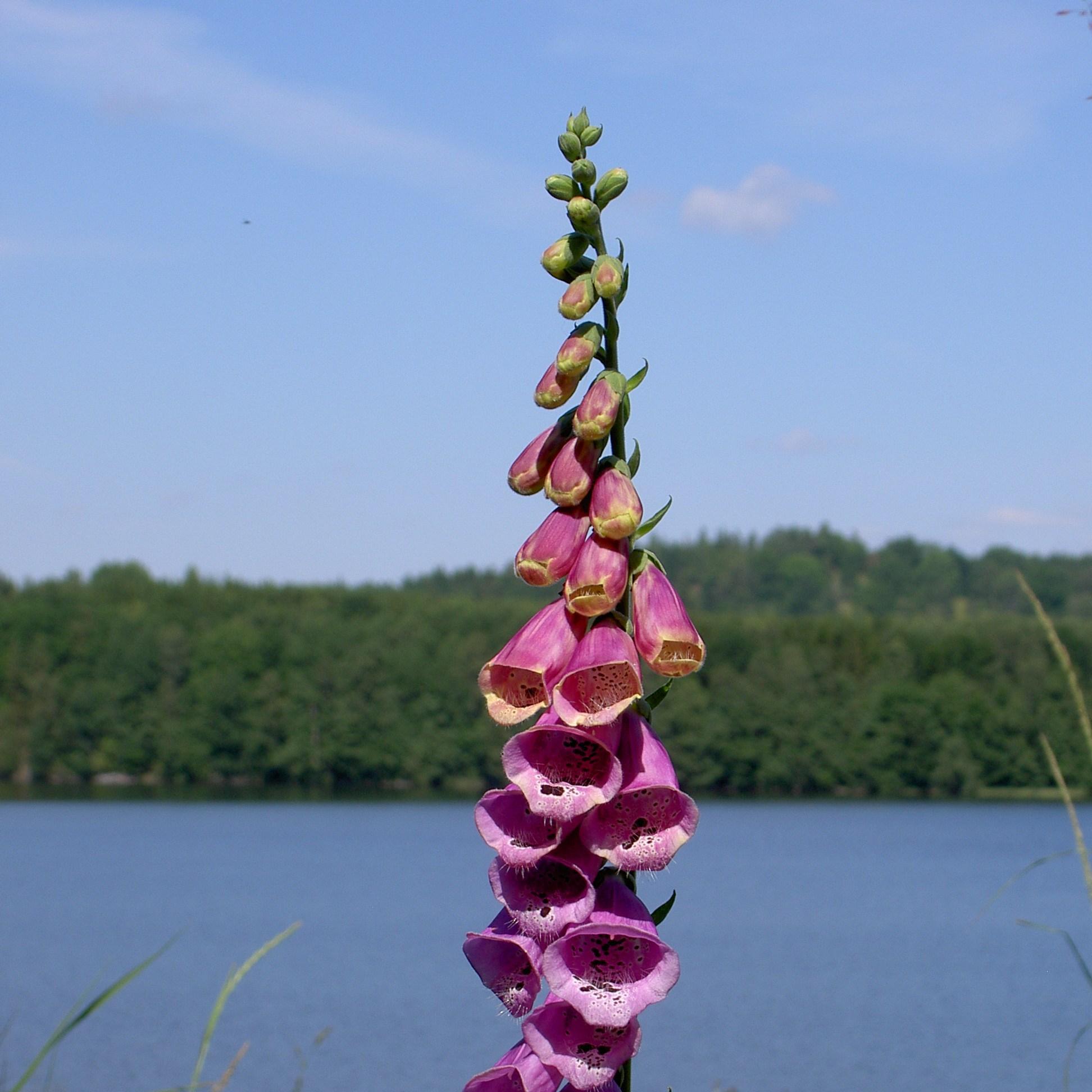 Digitalis purpurea in the GardenTags plant encyclopedia Common Foxglove in the GardenTags plant encyclopedia