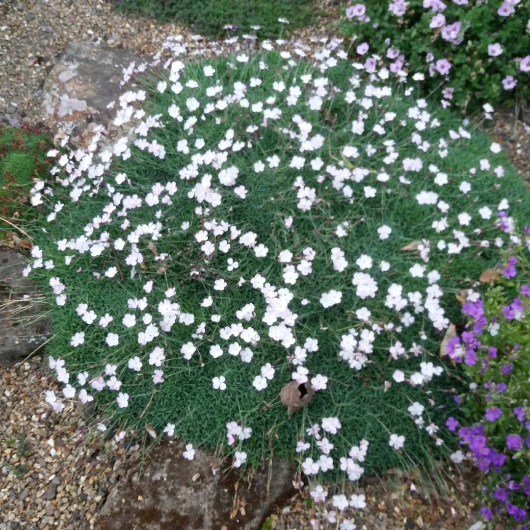 Dianthus La Bourboule Alba in the GardenTags plant encyclopedia Pink La Bourboule Alba in the GardenTags plant encyclopedia