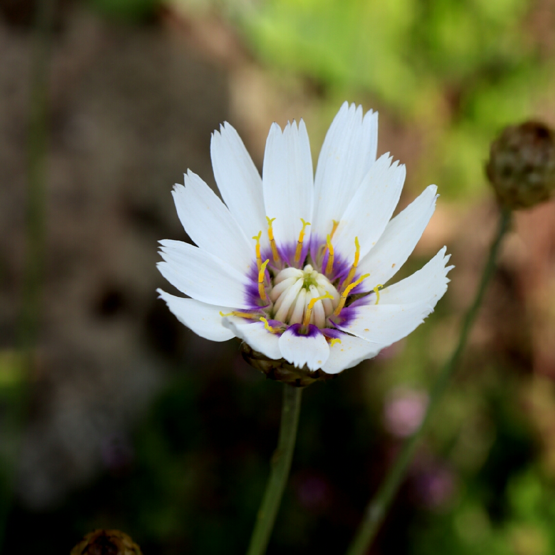 Catananche Caerulea Alba in the GardenTags plant encyclopedia Cupids Dart Alba in the GardenTags plant encyclopedia