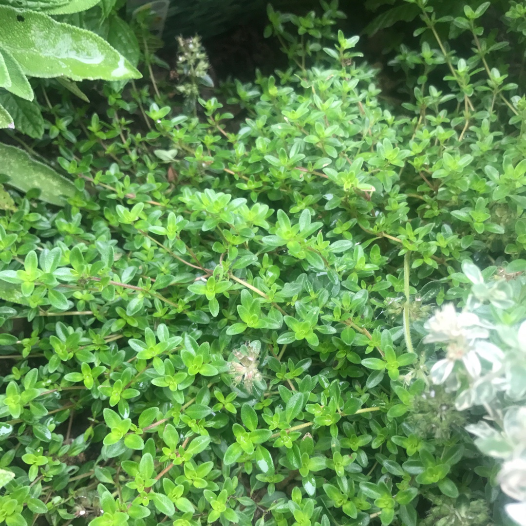 Thymus Citriodorus Prostrate in the GardenTags plant encyclopedia Creeping Lemon Thyme in the GardenTags plant encyclopedia