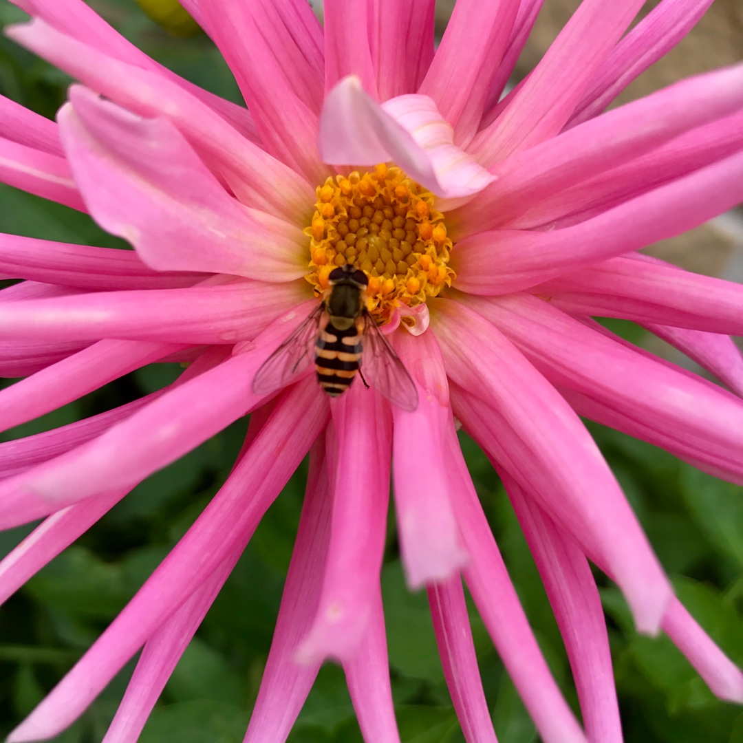 Dahlia Pink Princess in the GardenTags plant encyclopedia Dahlia Pink Princess in the GardenTags plant encyclopedia