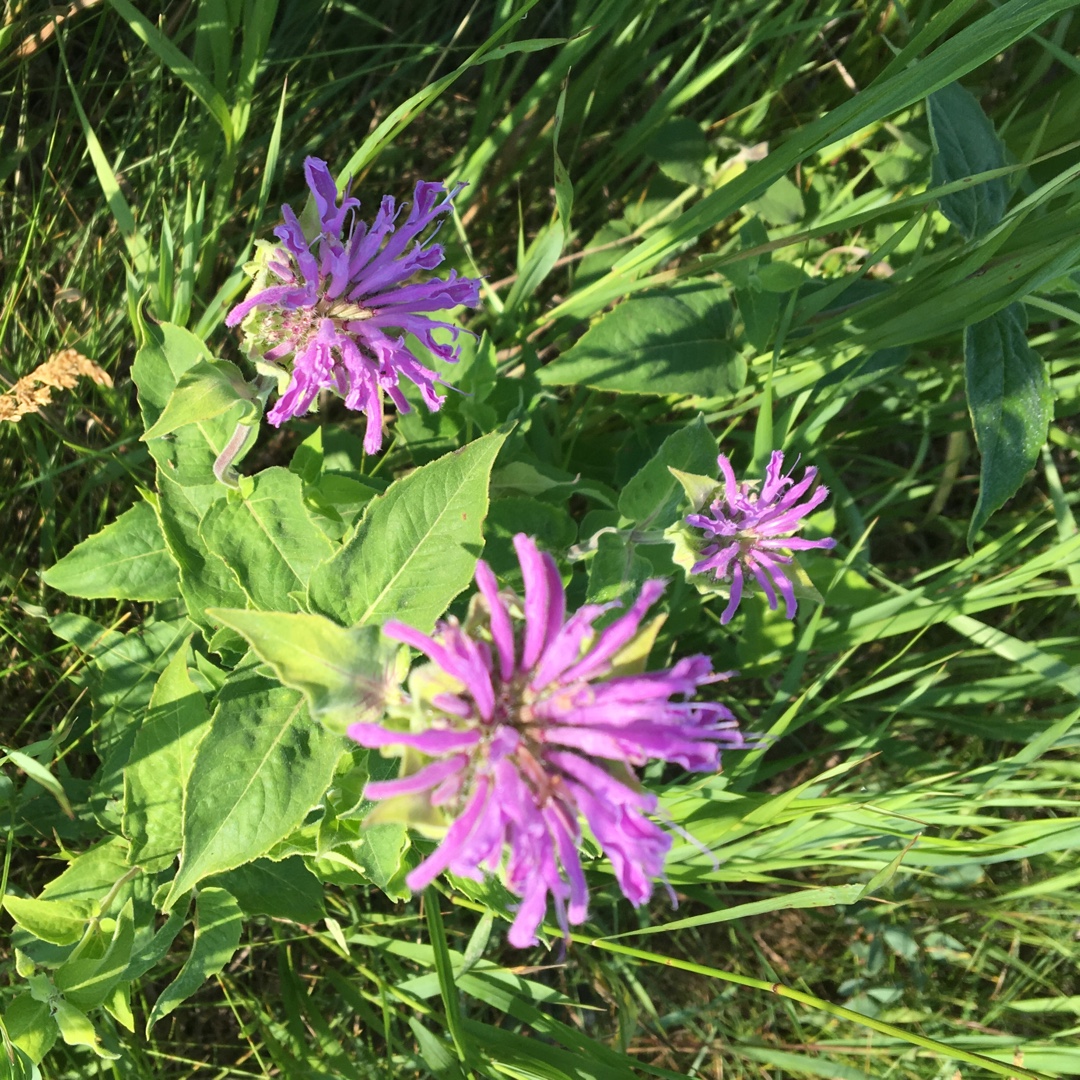 Monarda Fistulosa L. in the GardenTags plant encyclopedia Western Wild Bergamot in the GardenTags plant encyclopedia
