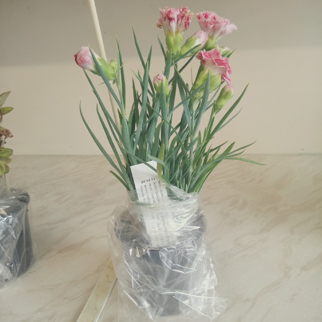 Dianthus Coral Pink in the GardenTags plant encyclopedia Dianthus Coral Pink in the GardenTags plant encyclopedia