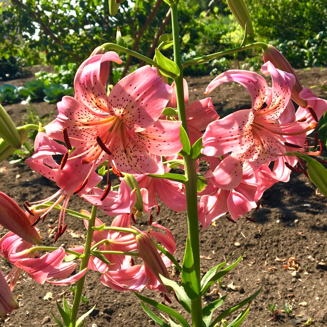 Lilium Pink Flavour in the GardenTags plant encyclopedia Lily Pink Flavour (Asiatic) in the GardenTags plant encyclopedia