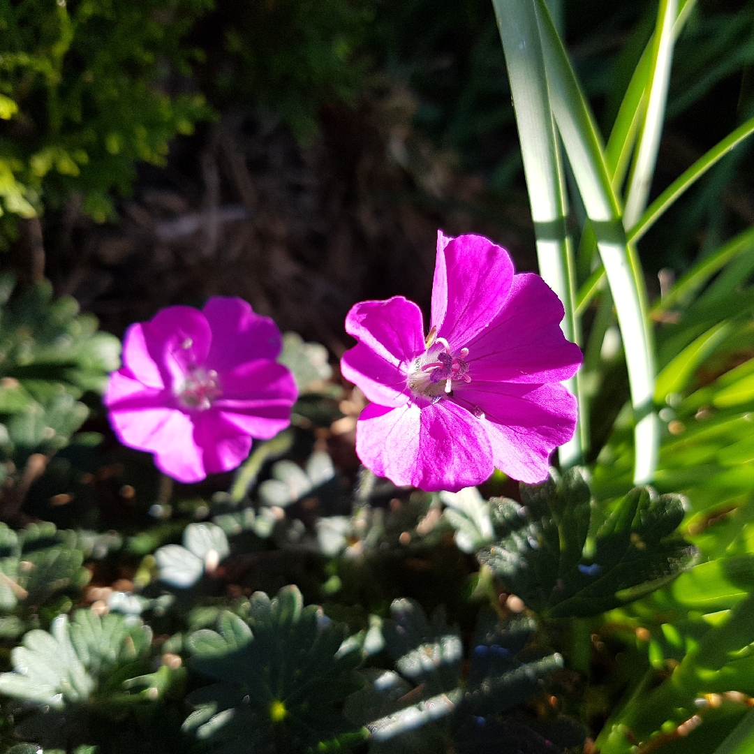 Geranium sanguineum Little Bead in the GardenTags plant encyclopedia Bloody Cranesbill Little Bead in the GardenTags plant encyclopedia