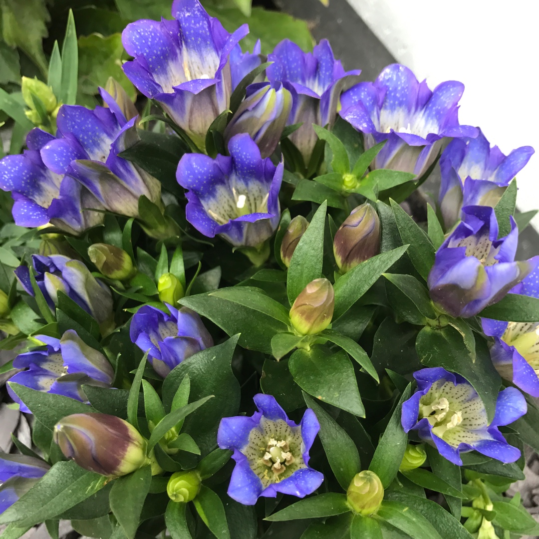 Gentiana in the GardenTags plant encyclopedia Gentian in the GardenTags plant encyclopedia