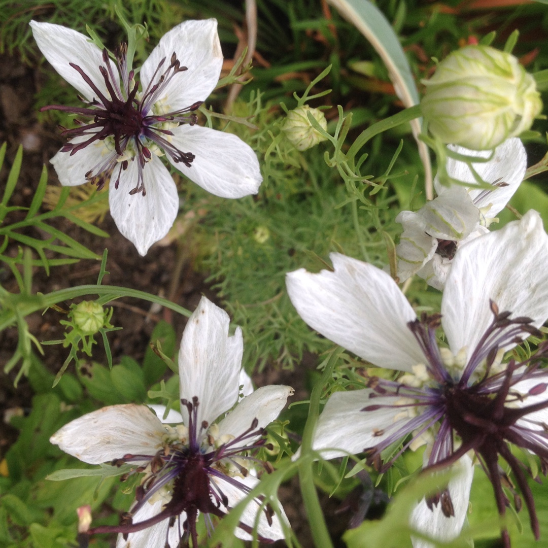 Nigella hispanica African Queen in the GardenTags plant encyclopedia Spanish Love-In-A-Mist African Queen in the GardenTags plant encyclopedia