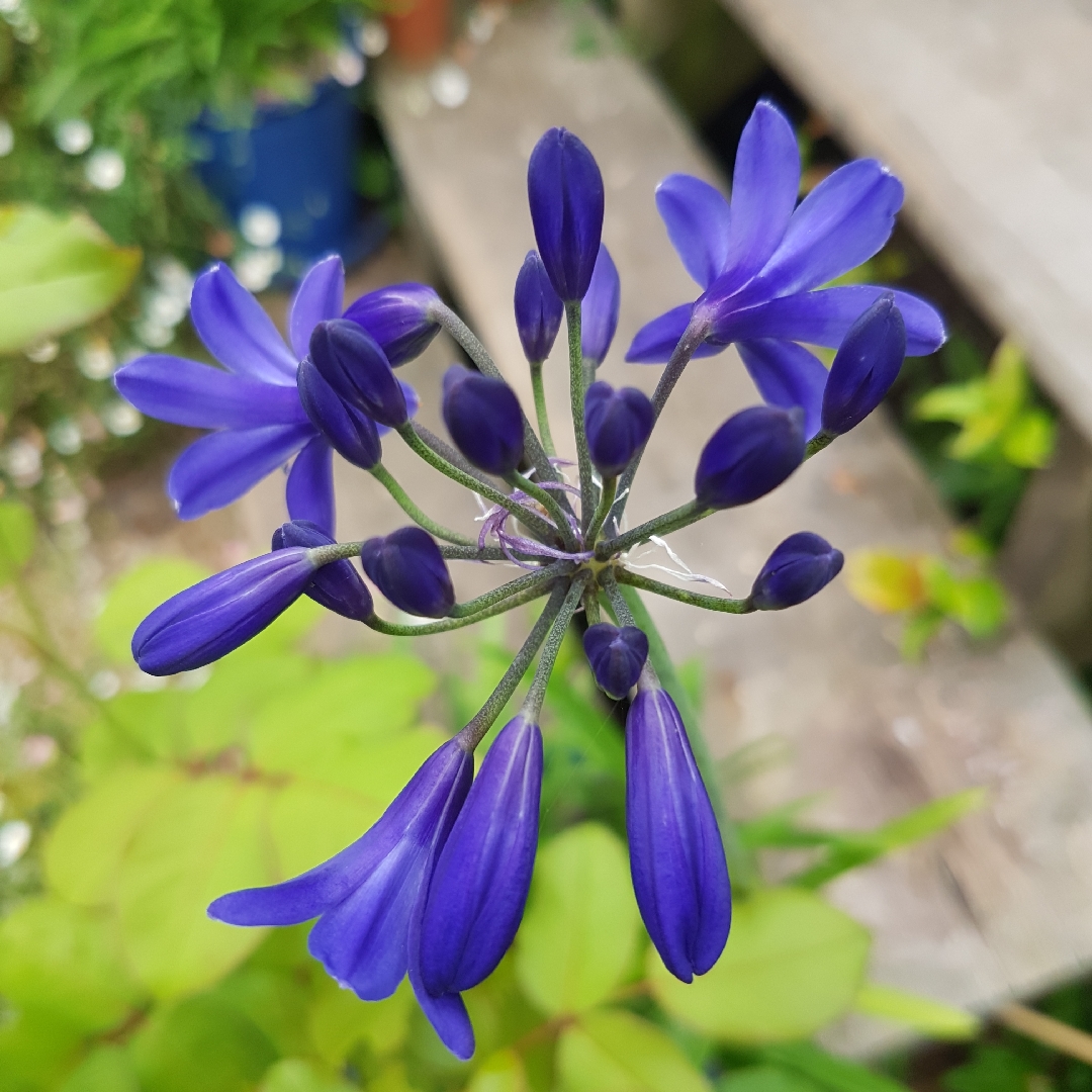 Agapanthus Sandringham in the GardenTags plant encyclopedia African Lily Sandringham in the GardenTags plant encyclopedia
