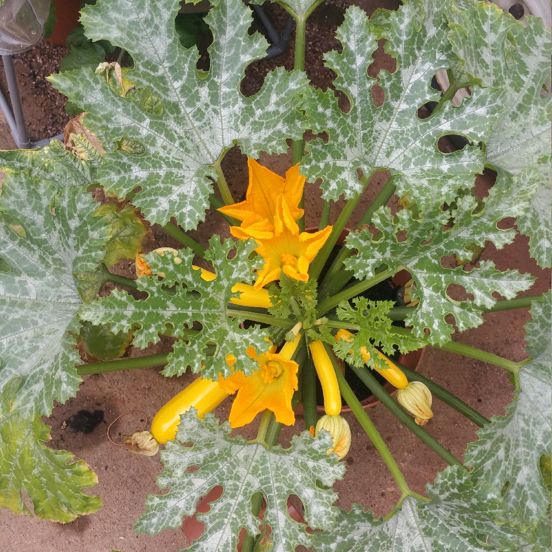 Cucurbita Pepo var. Cylindrica Shooting Star F1 in the GardenTags plant encyclopedia Courgette Shooting Star F1 in the GardenTags plant encyclopedia