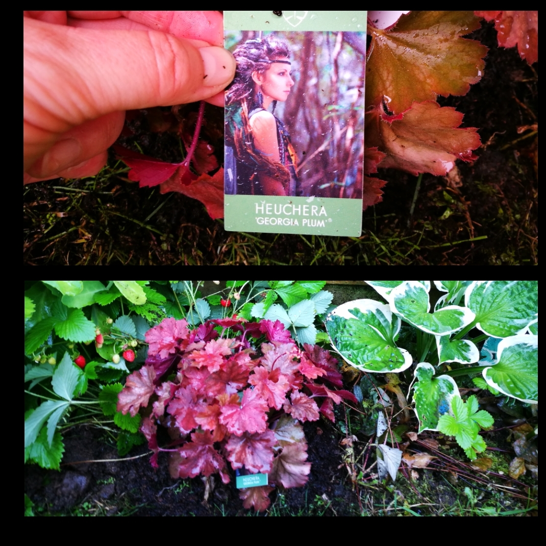 Heuchera villosa Georgia Plum in the GardenTags plant encyclopedia Alumroot Georgia Plum in the GardenTags plant encyclopedia