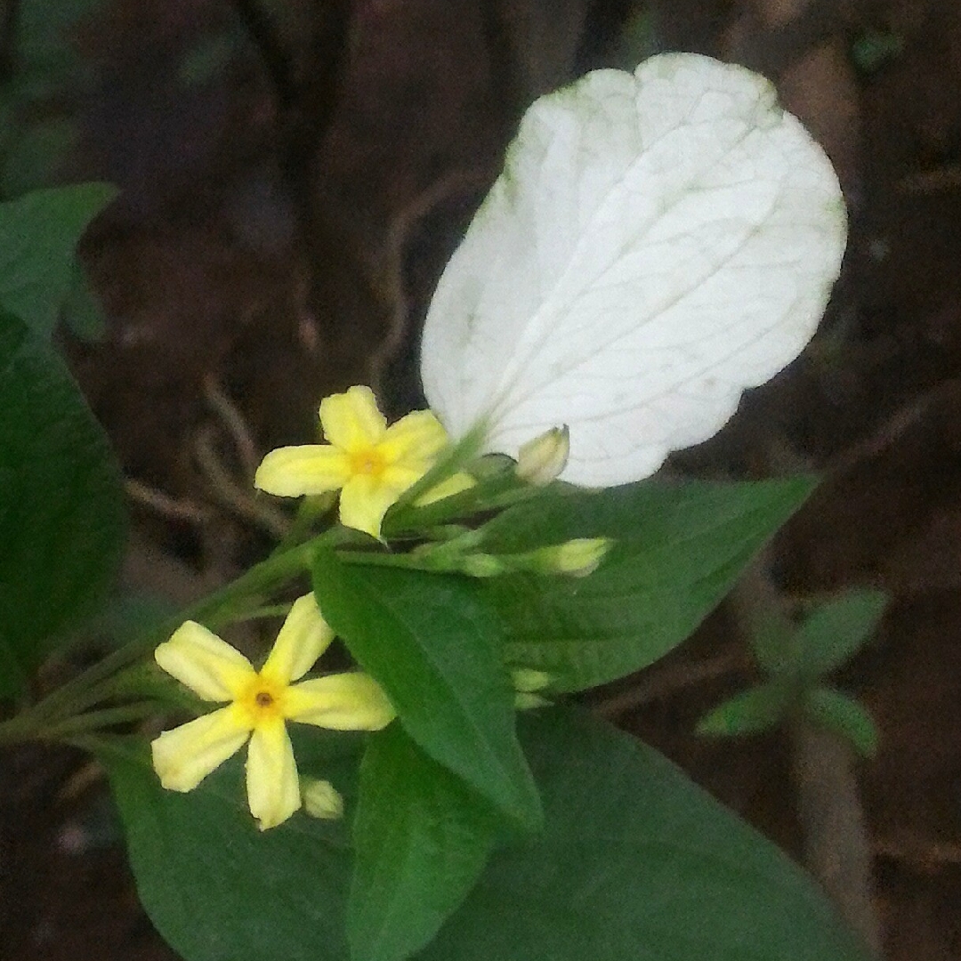 Mussaenda Glabra in the GardenTags plant encyclopedia Dwarf Mussaenda in the GardenTags plant encyclopedia
