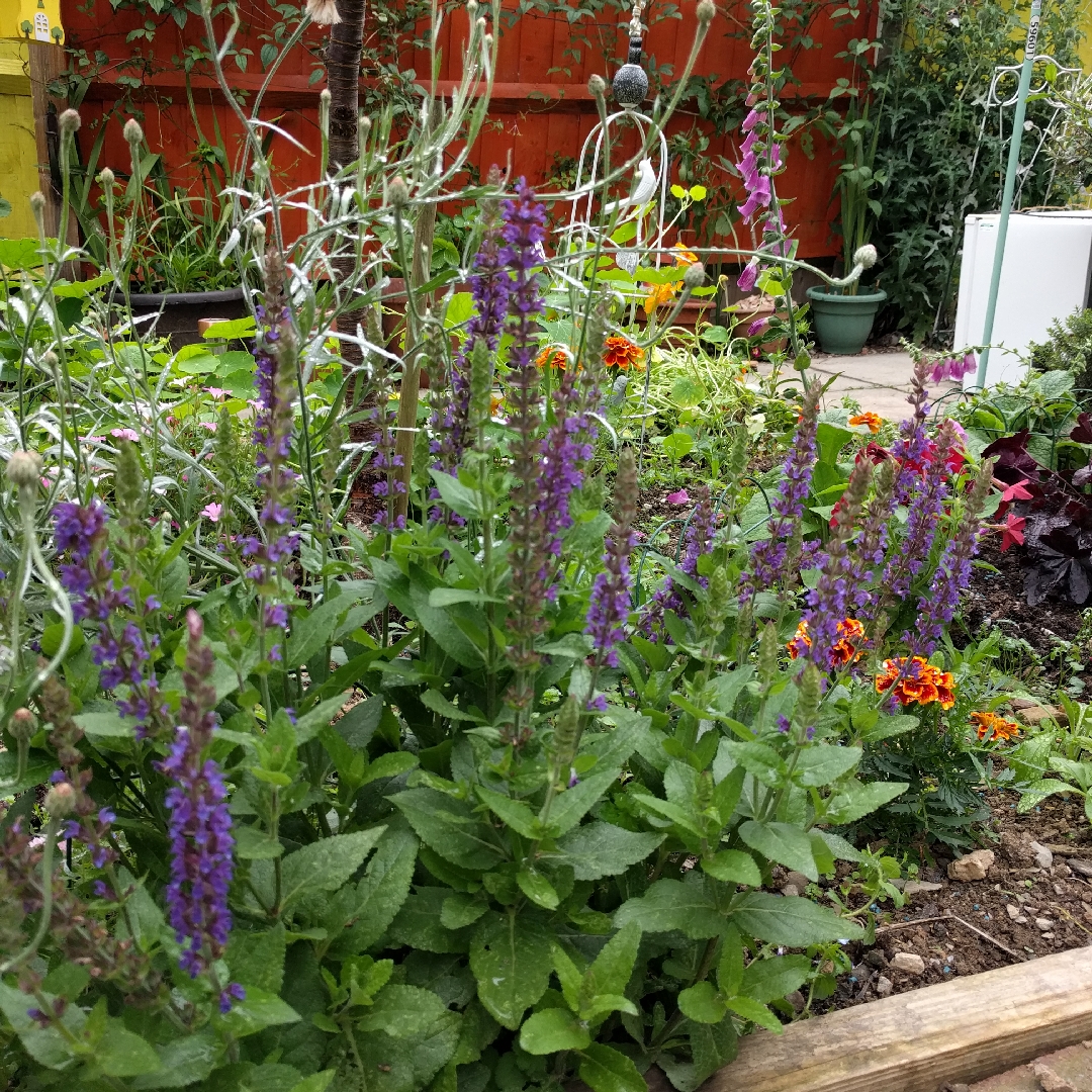 Salvia nemorosa Ostfriesland syn. Salvia nemorosa East Friesland in the GardenTags plant encyclopedia Balkan Clary Sage Ostfriesland in the GardenTags plant encyclopedia
