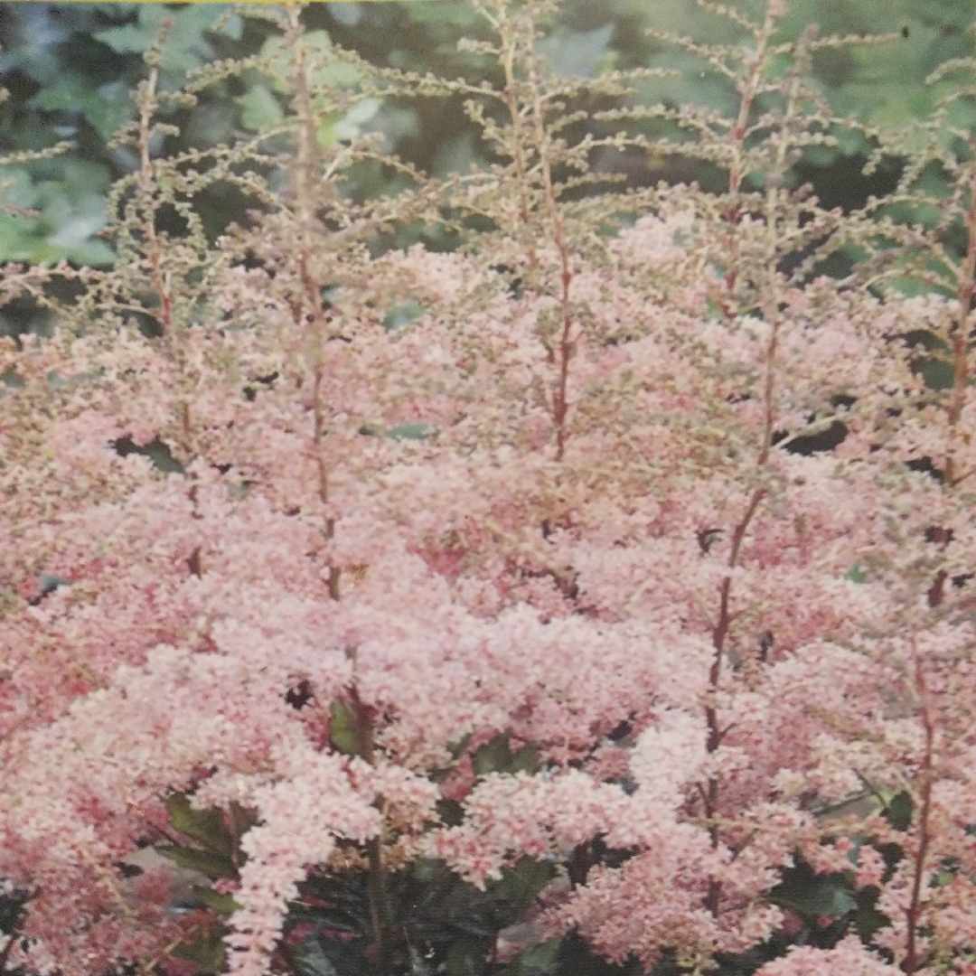 Astilbe Flamingo in the GardenTags plant encyclopedia Astilbe Flamingo in the GardenTags plant encyclopedia