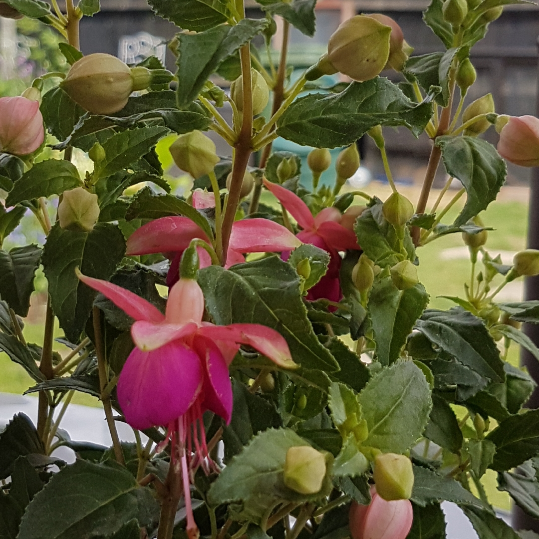 Fuchsia Jollies Tarbes in the GardenTags plant encyclopedia Fuchsia Jollies Tarbes in the GardenTags plant encyclopedia