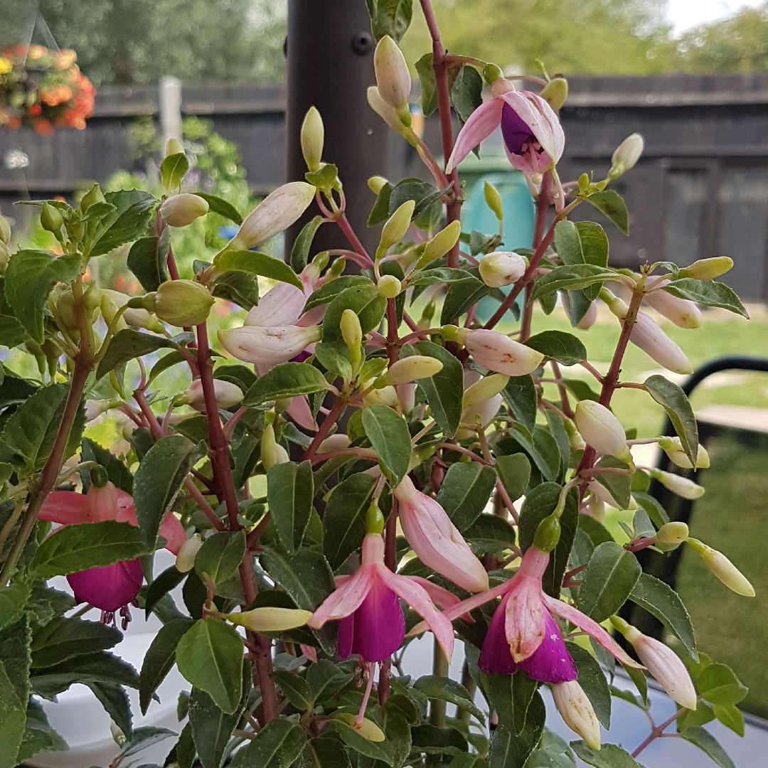 Fuchsia Jollies Force Calais in the GardenTags plant encyclopedia Fuchsia Jollies Force Calais in the GardenTags plant encyclopedia