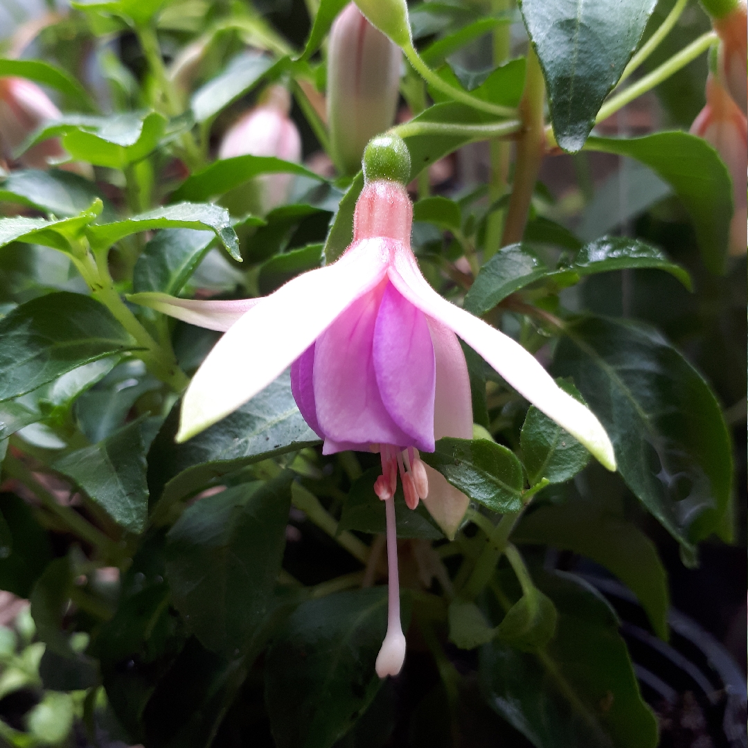 Fuchsia Maria Landy in the GardenTags plant encyclopedia Fuchsia Maria Landy in the GardenTags plant encyclopedia