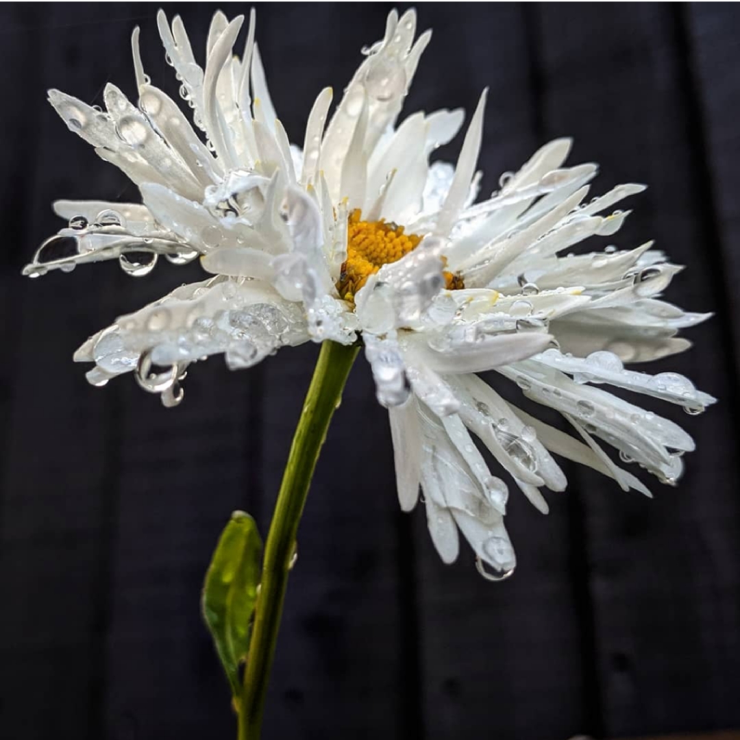 Leucanthemum x superbum Crazy daisy in the GardenTags plant encyclopedia Shasta Daisy Crazy Daisy in the GardenTags plant encyclopedia
