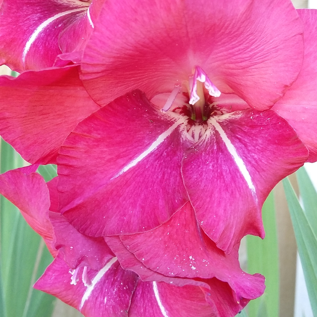 Gladiolus Holland Pearl in the GardenTags plant encyclopedia Gladioli Holland Pearl (Butterfly) in the GardenTags plant encyclopedia