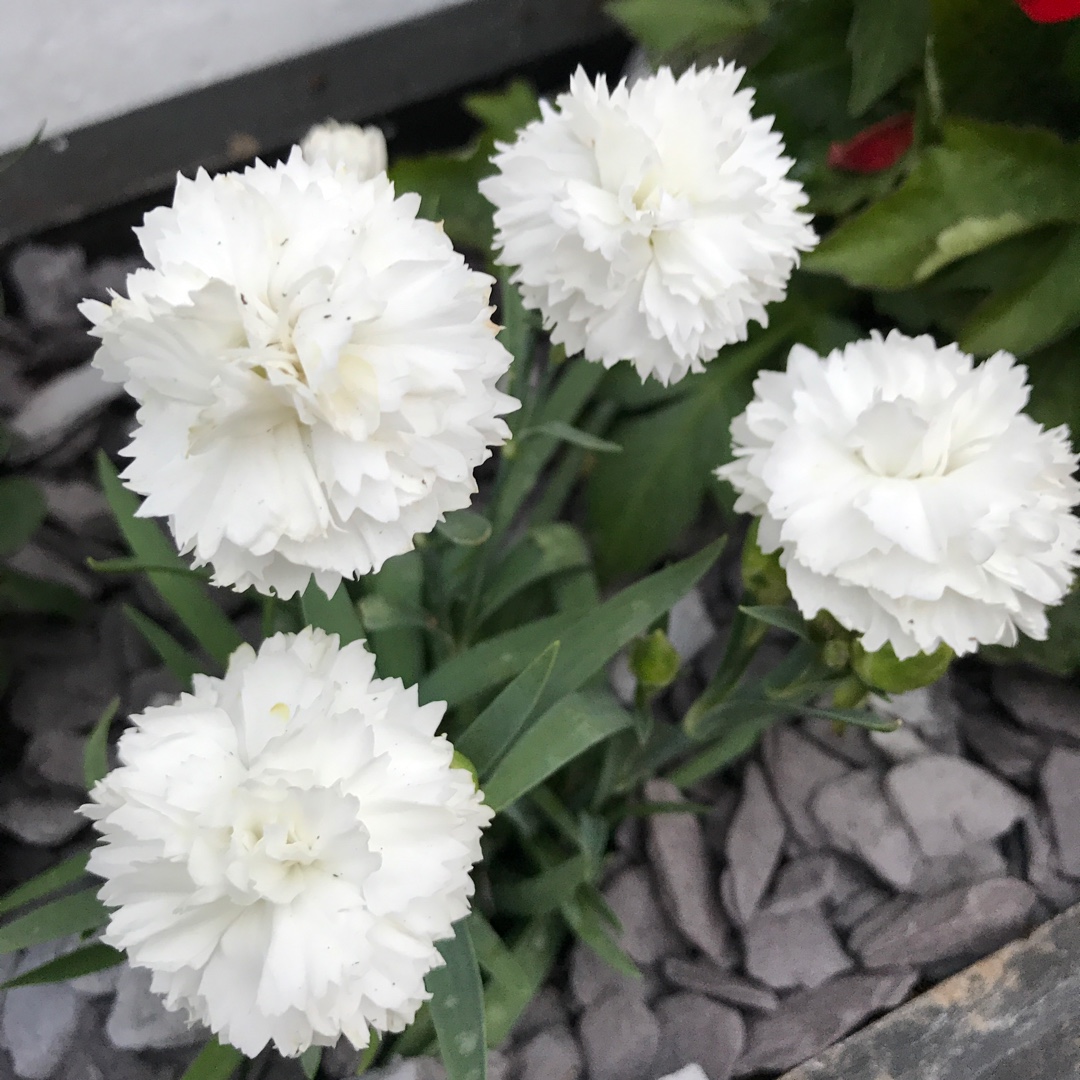 Dianthus caryophyllus Suncharm White in the GardenTags plant encyclopedia Carnation Suncharm White in the GardenTags plant encyclopedia