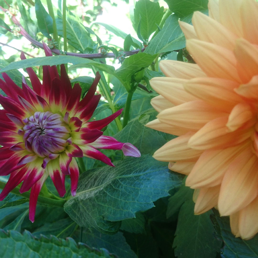Dahlia Marlene Joy in the GardenTags plant encyclopedia Dahlia Marlene Joy (Fimbriated) in the GardenTags plant encyclopedia