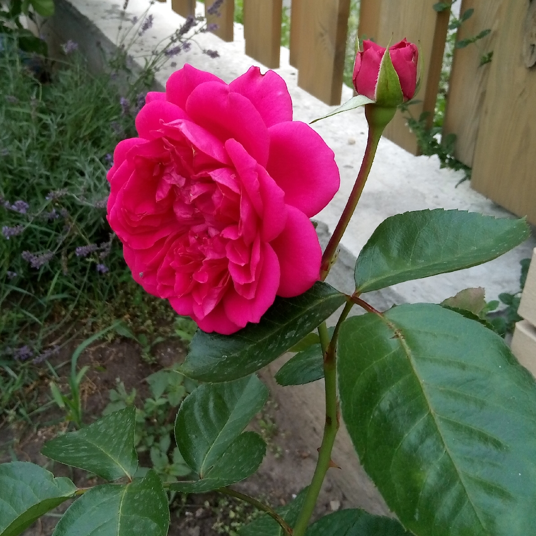 Rose Pink Musimara in the GardenTags plant encyclopedia