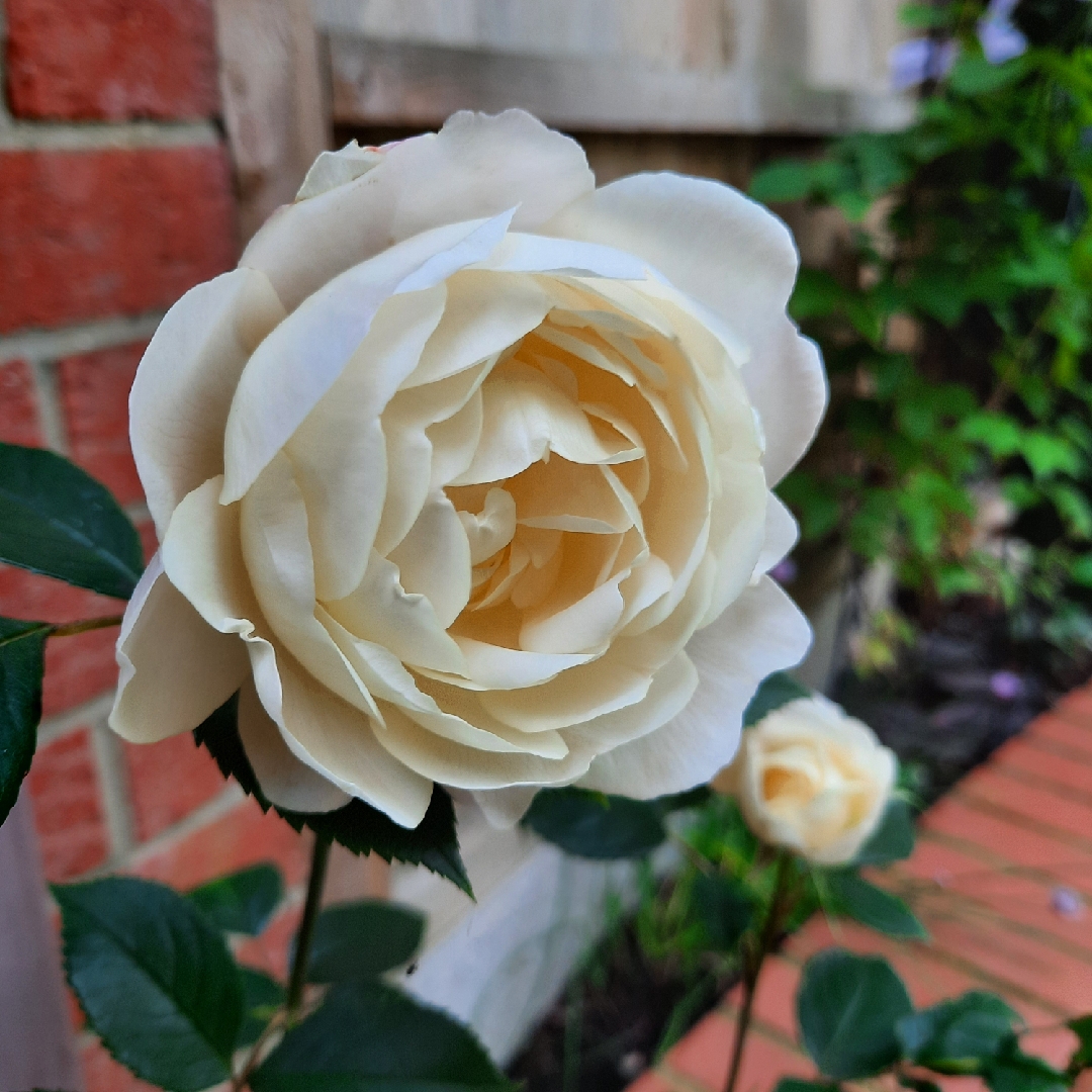 Rosa Desdemona in the GardenTags plant encyclopedia Rose Desdemona in the GardenTags plant encyclopedia