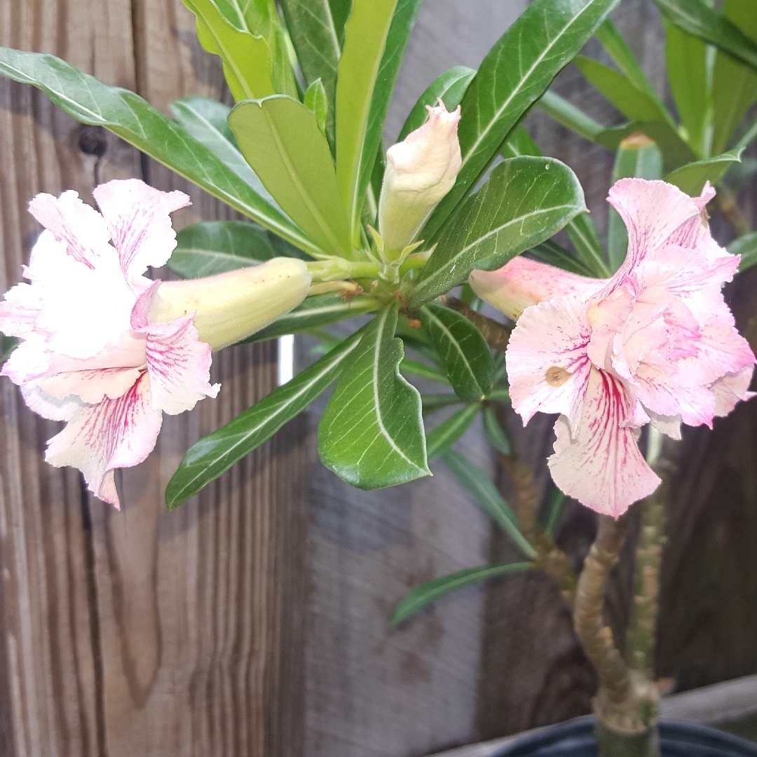 Adenium Milk Shake in the GardenTags plant encyclopedia Desert Rose Milk Shake in the GardenTags plant encyclopedia