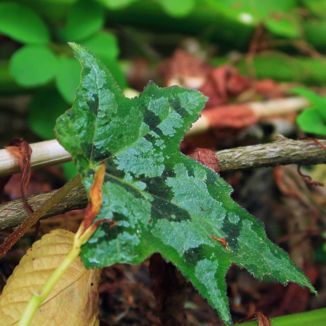 Begonia taliensis in the GardenTags plant encyclopedia Taliense Hardy Begonia in the GardenTags plant encyclopedia