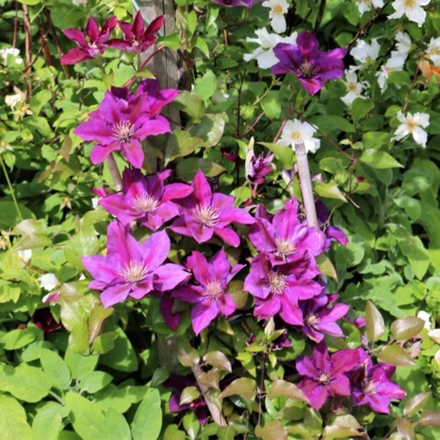 Clematis Versailles in the GardenTags plant encyclopedia Clematis Versailles in the GardenTags plant encyclopedia