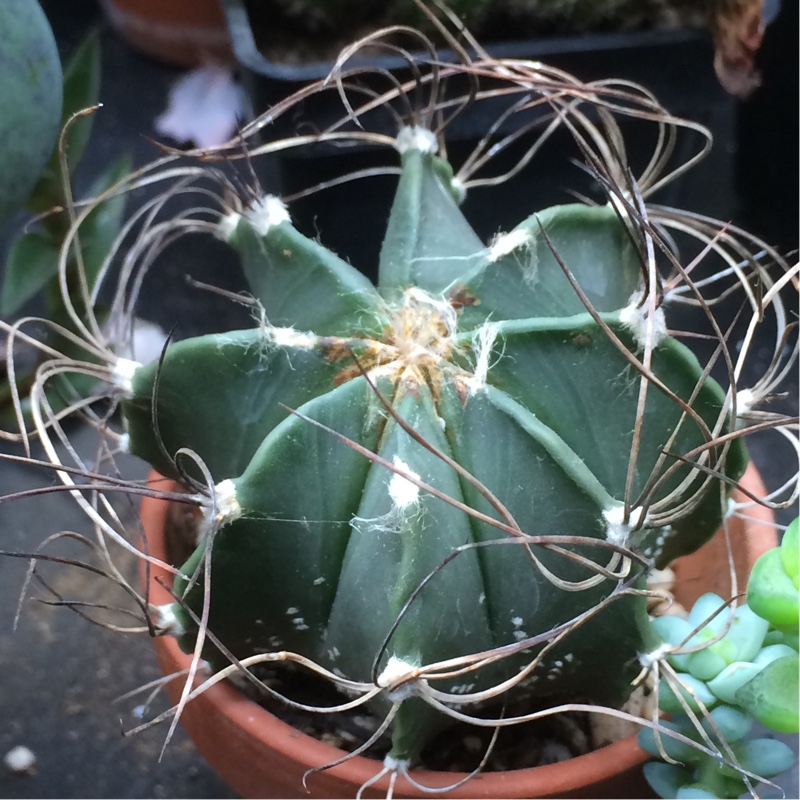 Astrophytum capricorne var. senile in the GardenTags plant encyclopedia Astrophytum Capricorne Senile in the GardenTags plant encyclopedia
