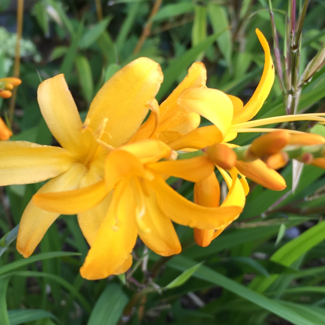 Crocosmia x crocosmiiflora Irish Dawn in the GardenTags plant encyclopedia Montbretia Irish Dawn in the GardenTags plant encyclopedia