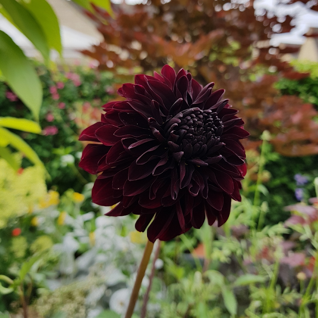 Dahlia Soulman in the GardenTags plant encyclopedia Dahlia Soulman (Anemone-flowered) in the GardenTags plant encyclopedia