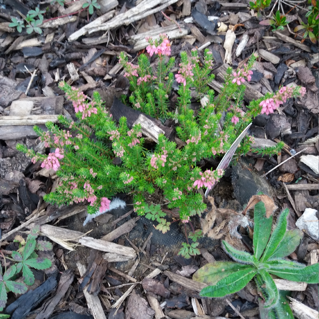 Erica x williamsii Ken Wilson in the GardenTags plant encyclopedia Williams Heath Ken Wilson in the GardenTags plant encyclopedia