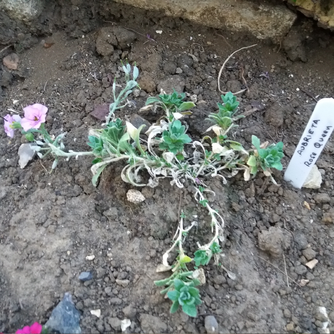 Rock Cress Rose Queen in the GardenTags plant encyclopedia