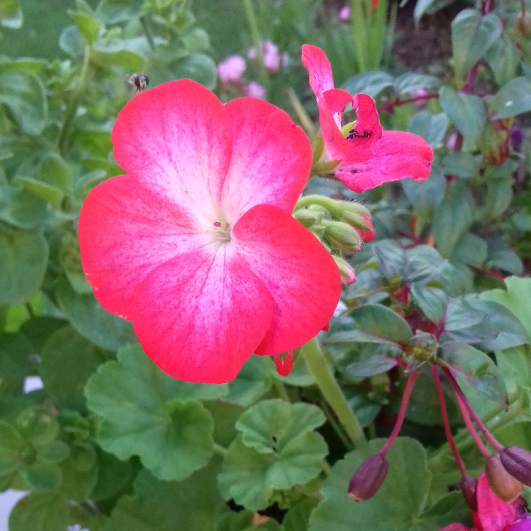 Pelargonium Divas Picotee Red in the GardenTags plant encyclopedia Pelargonium Divas Picotee Red in the GardenTags plant encyclopedia