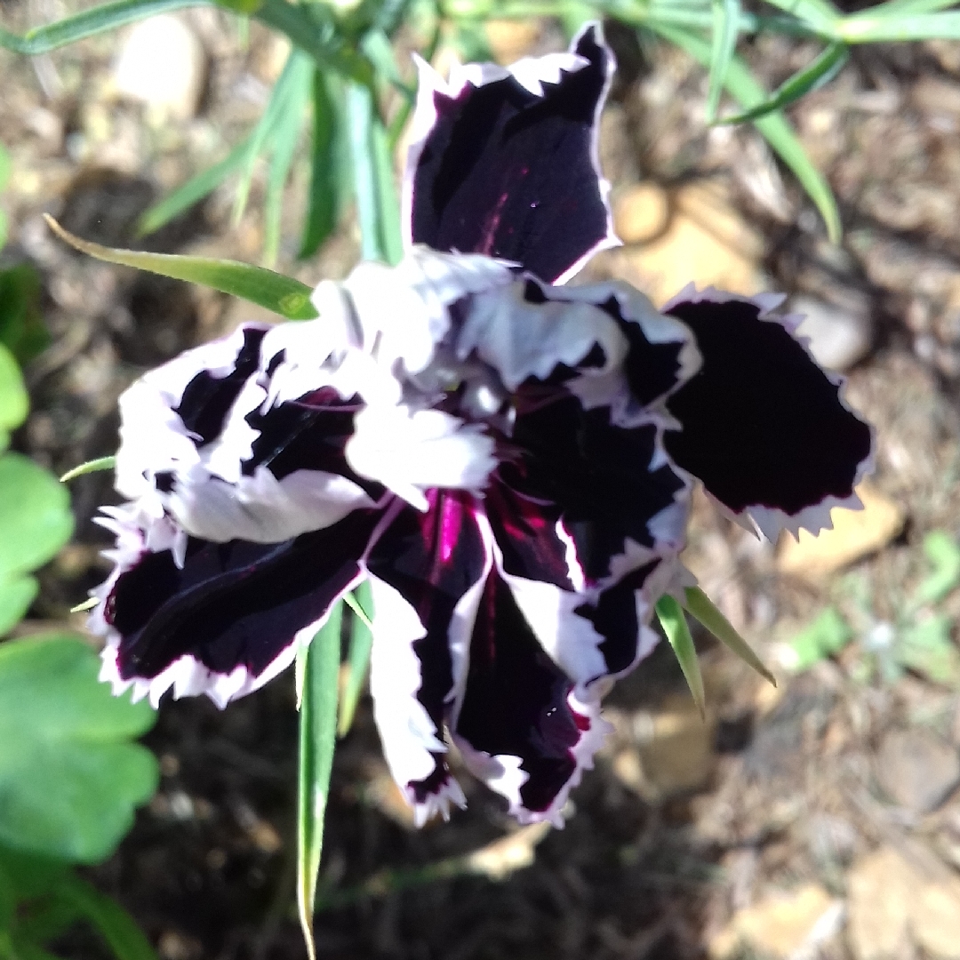 Dianthus chinensis var. heddewigii Black & White Minstrel in the GardenTags plant encyclopedia Carnation Black And White Minstrel in the GardenTags plant encyclopedia