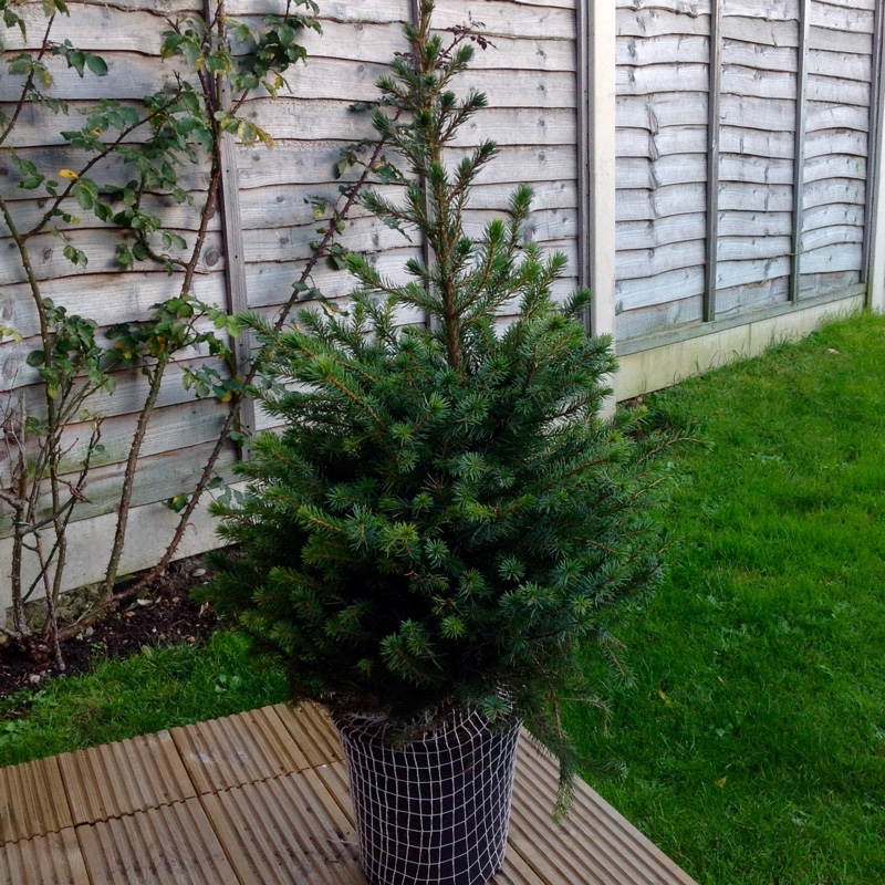Picea omorika in the GardenTags plant encyclopedia Serbian Spruce in the GardenTags plant encyclopedia