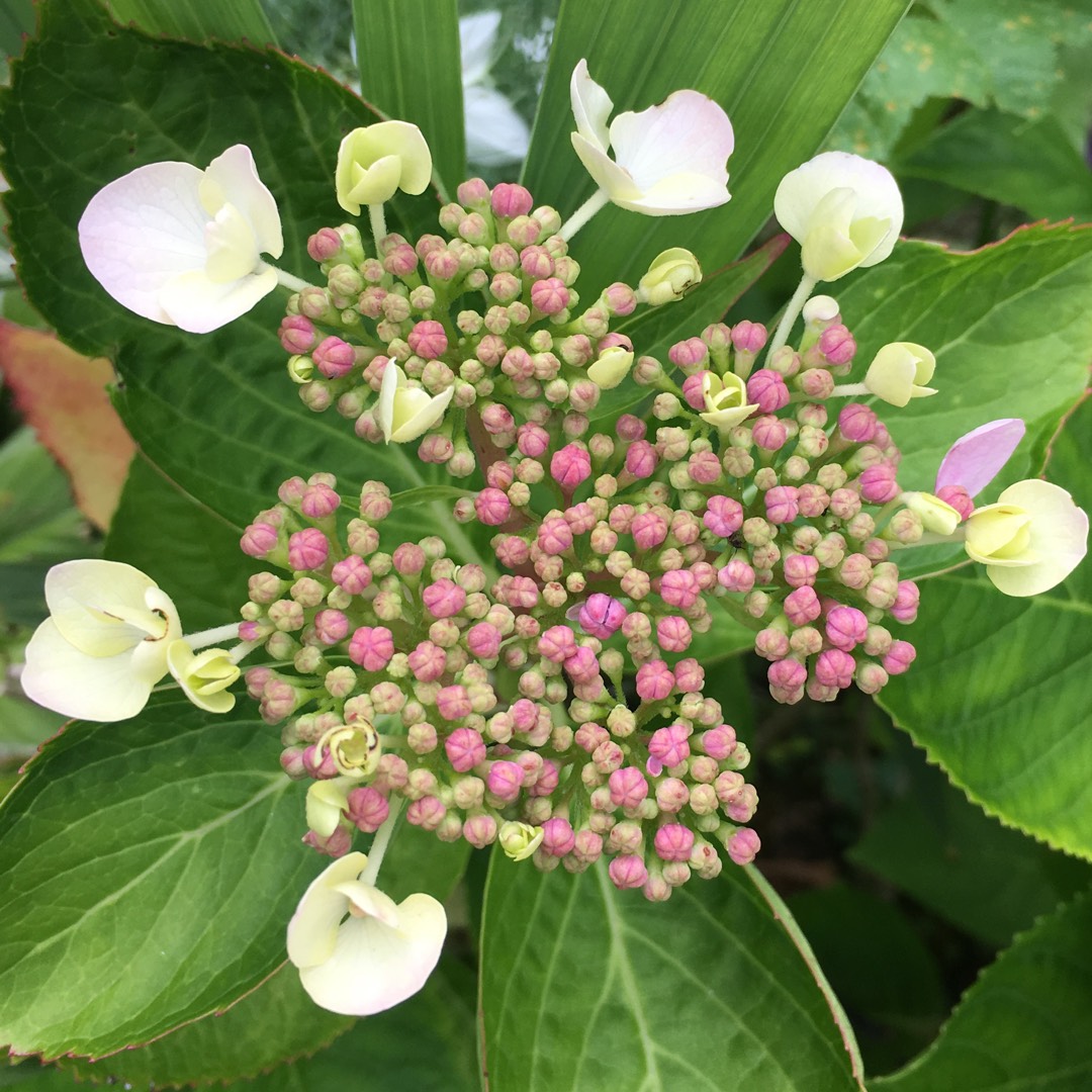 Hydrangea macrophylla Mariesii Perfecta in the GardenTags plant encyclopedia Hydrangea Mariesii Perfecta in the GardenTags plant encyclopedia