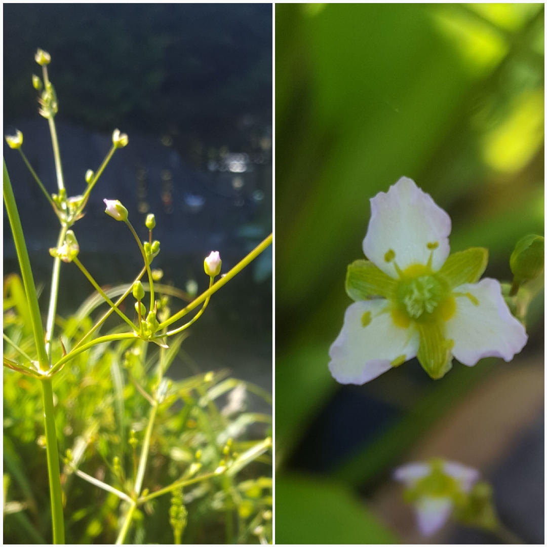 Alisma triviale in the GardenTags plant encyclopedia Northern Water Plantain in the GardenTags plant encyclopedia