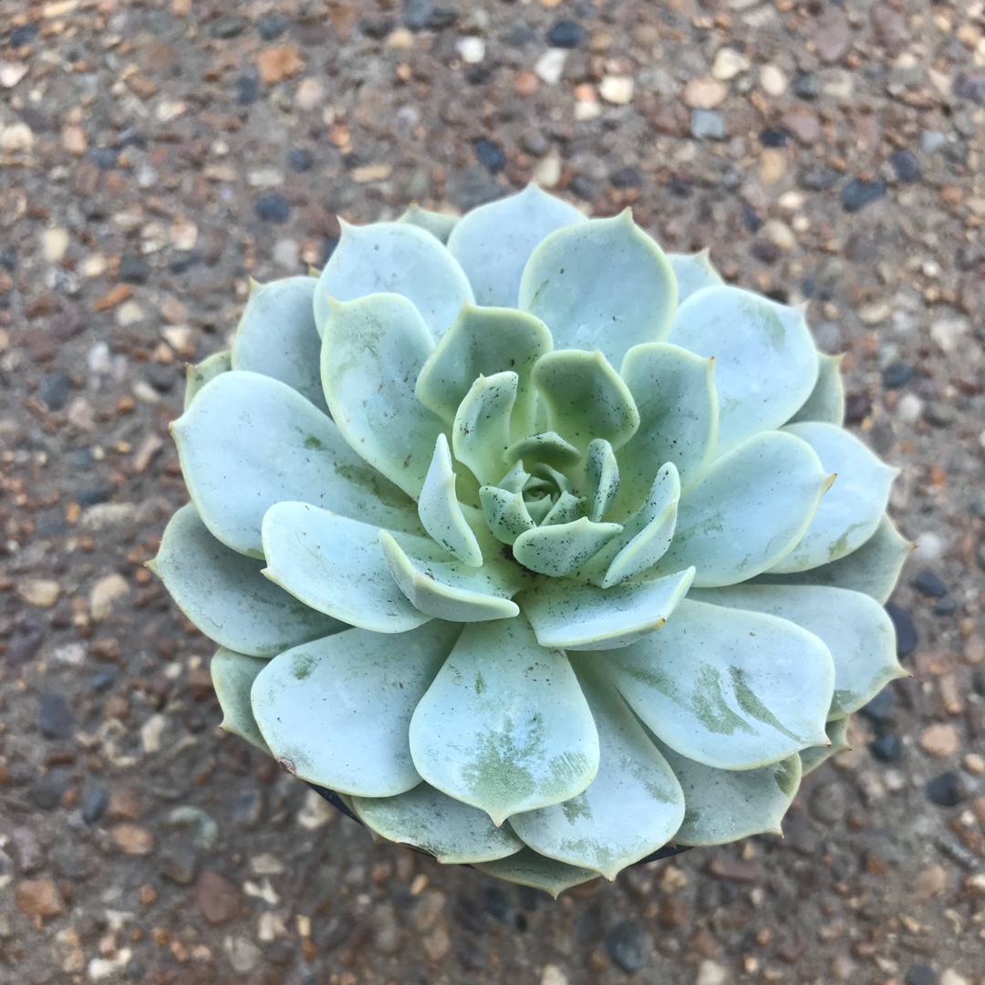 Echeveria Fleur Blanc in the GardenTags plant encyclopedia
