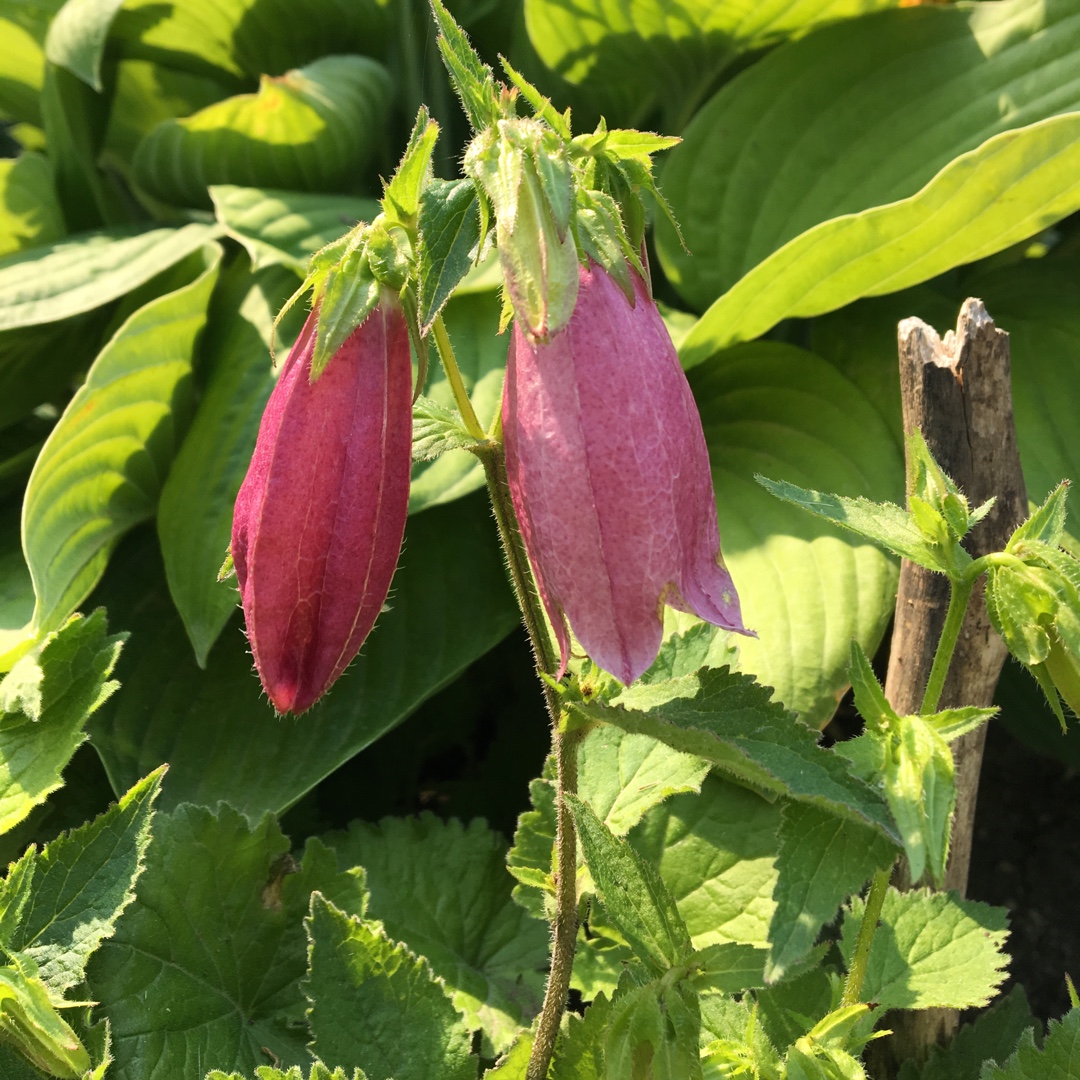 Campanula punctata Cherry Bells in the GardenTags plant encyclopedia Spotted Bellflower Cherry Bells in the GardenTags plant encyclopedia