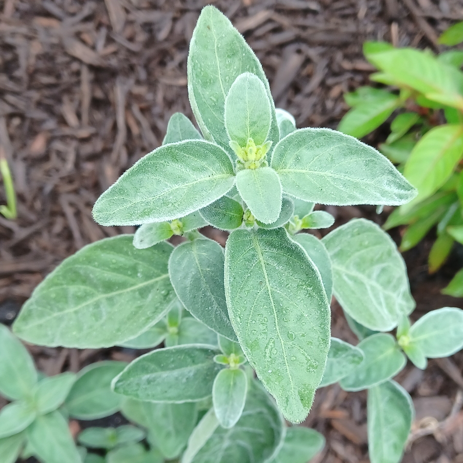 Dicliptera suberecta syn. Jacobinia suberecta, Justicia suberecta in the GardenTags plant encyclopedia Hummingbird Plant in the GardenTags plant encyclopedia
