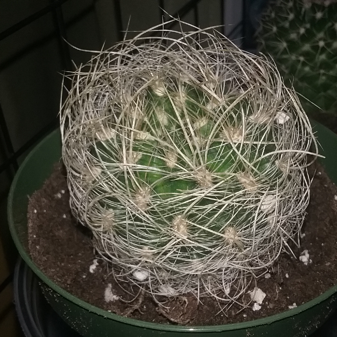 Eriosyce senilis syn. Neoporteria nidus f. senilis, Echinocactus senilis in the GardenTags plant encyclopedia Eriosyce senilis in the GardenTags plant encyclopedia