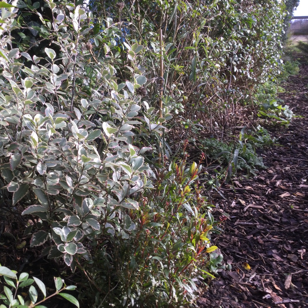 Pittosporum Garnettii in the GardenTags plant encyclopedia Pittosporum Garnettii in the GardenTags plant encyclopedia