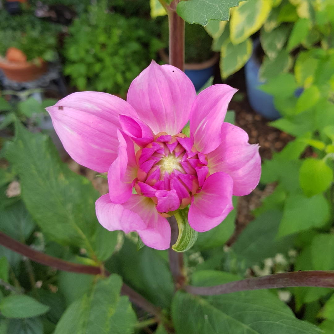 Dahlia Pearl of Heemstede in the GardenTags plant encyclopedia Dahlia Pearl of Heemstede in the GardenTags plant encyclopedia
