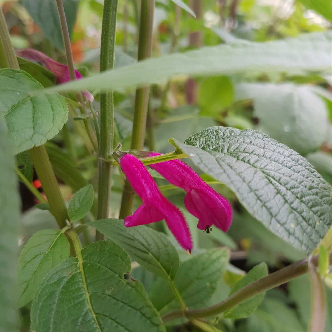 Salvia curviflora Tubular Bells in the GardenTags plant encyclopedia Salvia Tubular Bells in the GardenTags plant encyclopedia