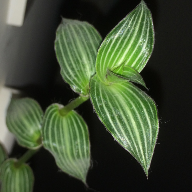 Callisia elegans in the GardenTags plant encyclopedia Striped Inchplant in the GardenTags plant encyclopedia