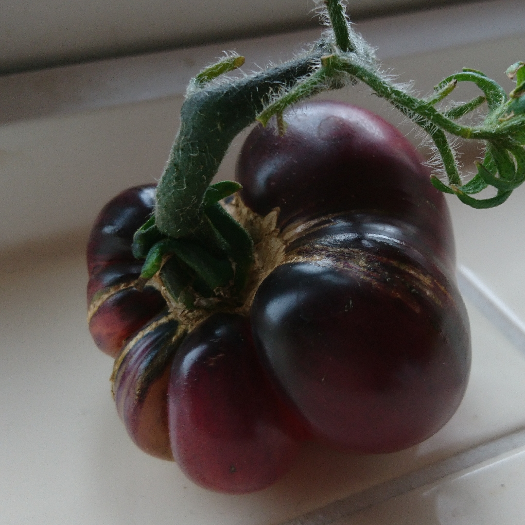 Solanum Lycopersicum Indigo Blue Beauty in the GardenTags plant encyclopedia Tomato Indigo Blue Beauty (Beefsteak Tomato) in the GardenTags plant encyclopedia
